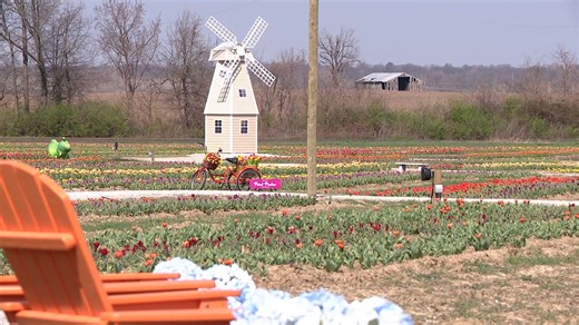 Tulip trail blooms in Belleville with 300,000 flowers