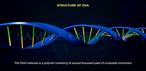 STRUCTURE OF DNA
