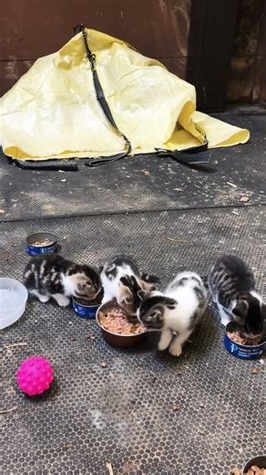 Another glorious day with our kitties 🐱