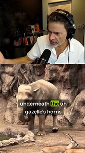 BREAKING ANIMAL NEWS... for people who aren't totally emotionally closed-off... | Brant Hansen Page