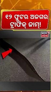 Huge Python Crosses NH-53 in Dhenkanal: Traffic Halts as Crowd Gathers | ୪୦ ମିନିଟ୍ ଧରି ସବୁ ଠପ୍!