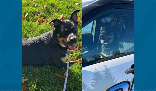 9-month-old stolen puppy safely returned to Gresham police, made honorary K9 officer