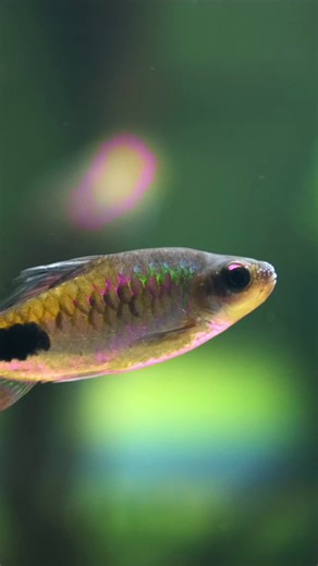 Rasbora close-up! #tropicalfishtank #fishkeeping #aquascapes #aquariumsdaily #freshwatertank