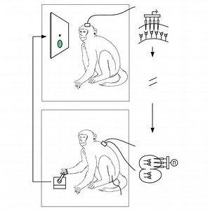 Brain Implant Lets One Monkey Control Another, Offers Potential Cure for Paralysis