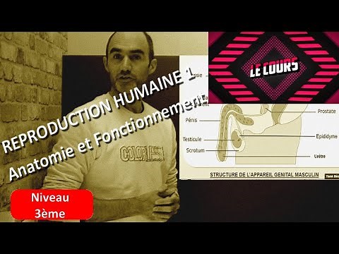 COURS 4ème - 3ème : Reproduction Humaine 1 / Anatomie et Fonctionnement