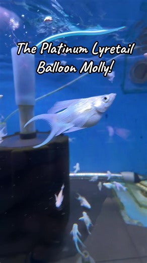 Discover the Stunning Platinum Lyretail Balloon Molly
