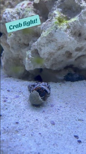 Crab fight! 🦀🥊 | Crabs will fight for a new place to call home when they grow so big!