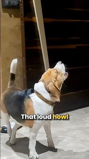 What's Behind Beagles' Nonstop Howling? #livingwithabeagle #beagles #beaglepuppy