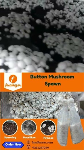 Button Mushroom Spawn #viral #trending #shorts #spawn