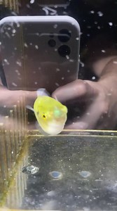 Freshwater Fish Friday!! Check out this awesome Avocado Puffer!! 🥑🐡Even though they’re cute they should be kept by themselves or with any larger fast fish #aquariums #aquarist #aquaculture #aquariumhobby #aquariumhobbyist #aquariumlife #aquarium #aquascape #fishonlytank #fish #freshwateraquarium #freshwatertank #freshwater #cichlidstank #cichlidstanks #cichlids #cichlidlove #arowana #loaches #loach #localfishstore #localbusiness #local #tetra #angels #angelfish #discus #pleco | Absolutely Fish