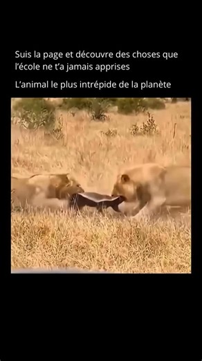 Nature Expliquee on Instagram: "Le ratel, aussi appelé blaireau du miel, est considéré comme l’un des animaux les plus intrépides de la planète 🌍🔥. Originaire d’Afrique et de certaines régions d’Asie 🦁🌴, ce petit prédateur s’est forgé une réputation légendaire en affrontant des cobras venimeux 🐍, des lions 🦁 et même des porcs-épics 🦔, sans la moindre hésitation. Ce qui le rend si redoutable, ce n’est pas sa taille, mais sa biologie impressionnante 💪🧬. Sa peau est épaisse, lâche et très 