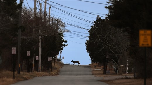 This SouthCoast town has the most deer-related crashes statewide. Here's how to avoid them.