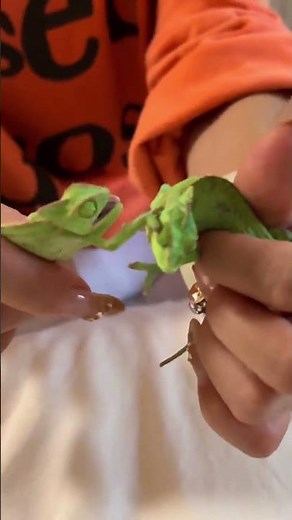 My New Pet Baby Chameleons: Feeding and Care