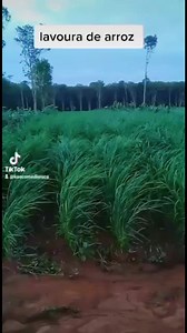 161K views | Eu trouxe isso pra vc compartilha pra pessoas conhecer tbm Quantas pessoas que ainda não conhecia uma roça de arroz lindo | Kaé da roça | Facebook