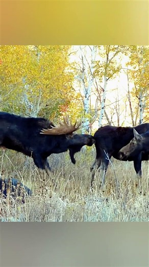 🫎 Rare Moose Moment in the Wild | Amazing Wildlife Encounter#лось #дикаяприрода #животные