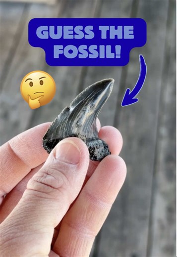 It’s time to put your skills to the test and see if you can identify this tricky fossil! 🔍🤔 ID: Pathological O. angustidens! This occurs when something happens to the tooth germ where tooth development occurs. Bites from other sharks or a defensive tail strike by a stingray can cause an injury that alters tooth shape within that file of teeth. This means that every tooth in that “row” is going to develop with the same (or similar) deformation for the life of the shark. Tooth pathologies can al
