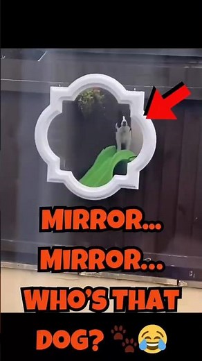 Mirror, Mirror… Who’s That Dog? 🐶😂 Funny Dog Mirror Reactions Compilation