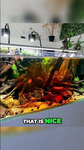 Aquarium Experiment! Stunning Red Glow & Color Effects! #plantedtank #fish #aquarium #fishtank