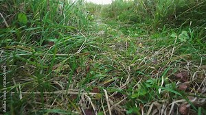 Scampering through grass trail POV point of view. View of a crawling animal, cat or snake through the grass.