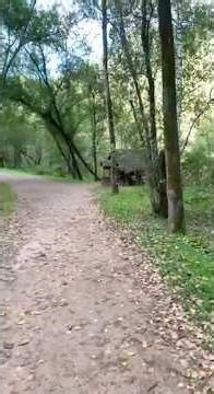 Forest trail along the river 🌊 Mountain Altai Beauty of Altai Krai