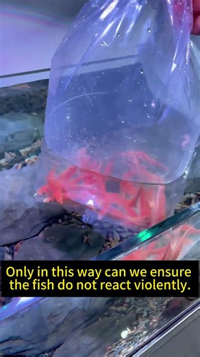 Learn How to Raise Fish with Ease#aquarium #fishtank #aquascape #fish