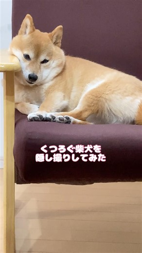 見られていることに気づかず、完全にリラックス中の柴犬