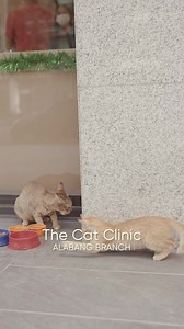 Choosing a cat-specific clinic over a mixed breed clinic for your cat has several advantages, including expertise in feline medicine, a cat-friendly environment, specialized services, no exposure to dogs, and a better understanding of feline health issues. This provides a more specialized and less stressful experience for your cat, which is important for accurate diagnosis and treatment. Have you need to The Cat Clinic yet? Share us your experience! 😺 | The Cat Clinic