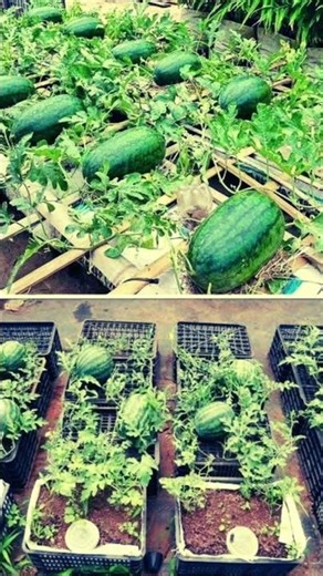 How to Grow Big, Sweet Watermelons Like a Pro Gardener! 🌿🍉