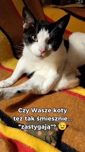 Do your cats freeze like this too? 😀 #cats #catlovers #ratujemykoty #mruczychatka #koty