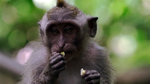 monkey 4k video 30fps