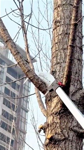 cutting dry tree branches using long pole saws to maintain garden safety and tree health properly