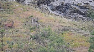 Crossing the wild mountains, the red deer male (Cervus elaphus)