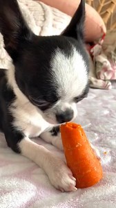 Bebé chihuahua disfrutando de su zanahoria #reelsfb #chihuahua #puppy #babies #adorable | Chihuahueñitos