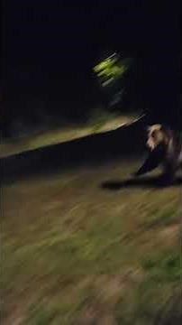 Grizzly Bear Charges at Man in Southern British Columbia