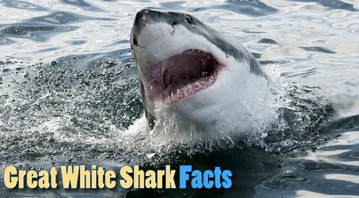 Great White Shark Facts – Interesting Info On The Apex Predator