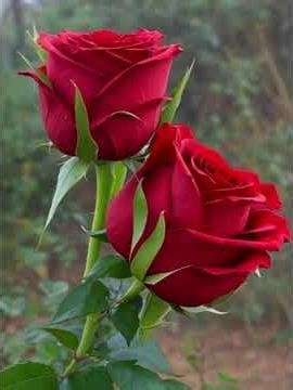 Romantic Red Roses in Sunset 🌹 Aesthetic Nature Video