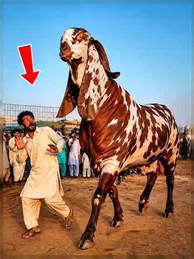 Bakra Eid Se Pehle Nakhun Kyun Nahi Kaate Jate? #shorts