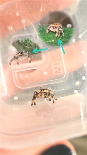 Welcoming a new spider #jumpingspider #exoticpets #enclosure #fyp | Mini Robomuppets