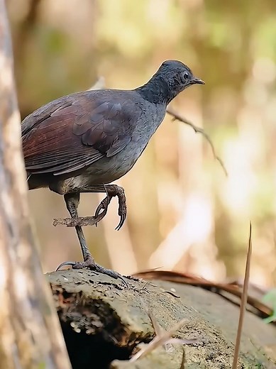 Exploring Amazing Sounds of Nature in the Wild