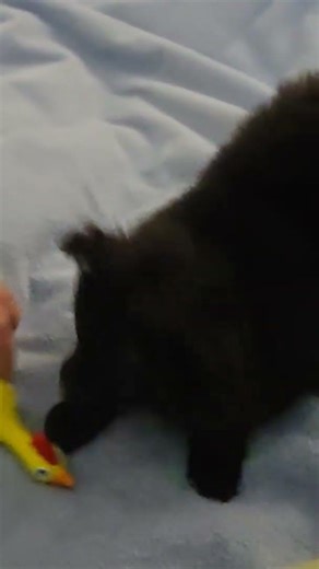 Wild and crazy creature... #puppy #pets #funny