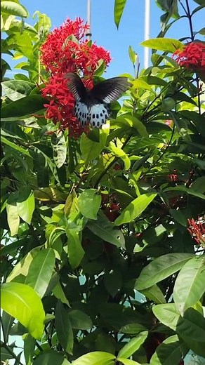 Beautiful nature butterfly flying video #nature #ytshorts #pleasesubscribe #like