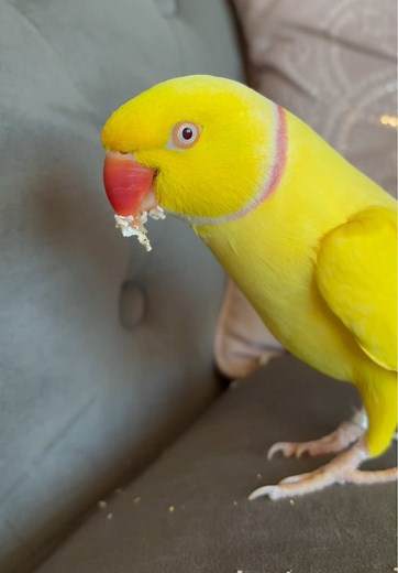 Cute Parrot Videos for Snack Time This Saturday