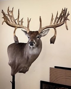 This taxidermist is creating a wall pedestal of a whitetail deer 🦌🤩 | Furry Tails