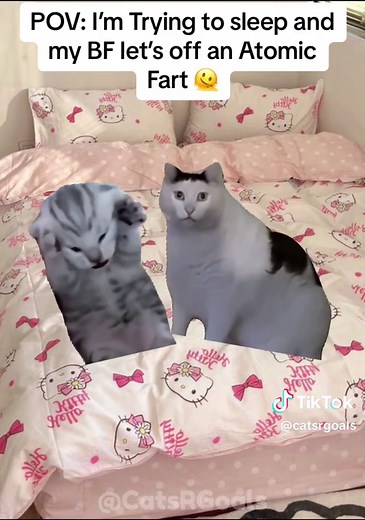 Cat Loading Meme Compilation