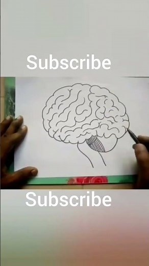 How to draw Brain || Human Brain Anatomy Drawing || Brain diagram for school, college students