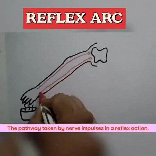 EASY WAY TO DRAW REFLEX ARC IN A REFLEX ACTION | CLASS 10 CBSE BOARDS