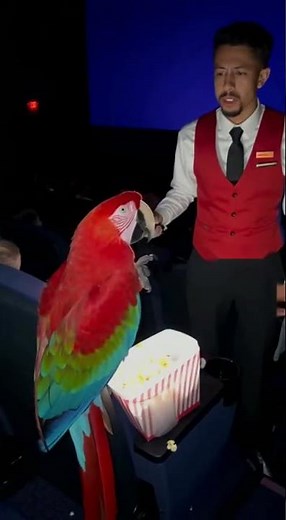 Parrot Gets KICKED OUT of Movie Theater 😂🦜
