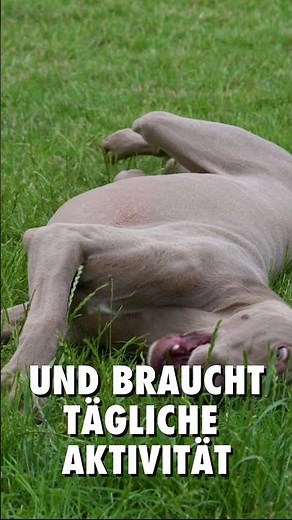 🐶🔥 Der Weimaraner – Power pur! Elegant, voller Jagdtrieb und immer bereit für Action. 🌲🐾