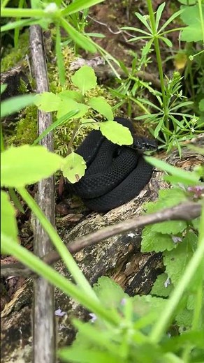 Ohio Melanistic Eastern Garter Snake, darker scalation optimizes thermoregulation in cold climates