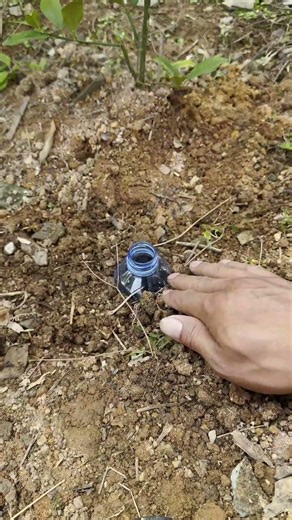 Creative Use of Plastic Bottle: Create an Automatic Watering System for Plants